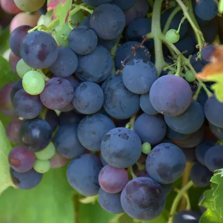 Domaine Chez Maurice Becheresse