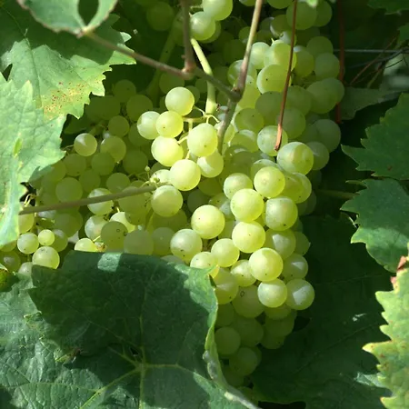 Domaine Chez Maurice فندق مبيت وإفطار Becheresse