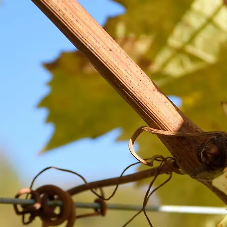 Domaine Chez Maurice Becheresse